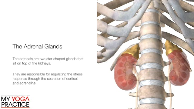 14.5- The Endocrine System