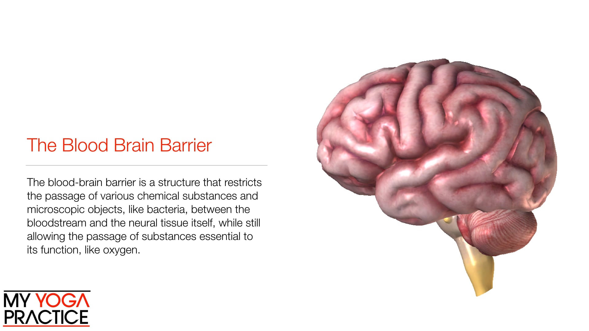 14.1- The Nervous System