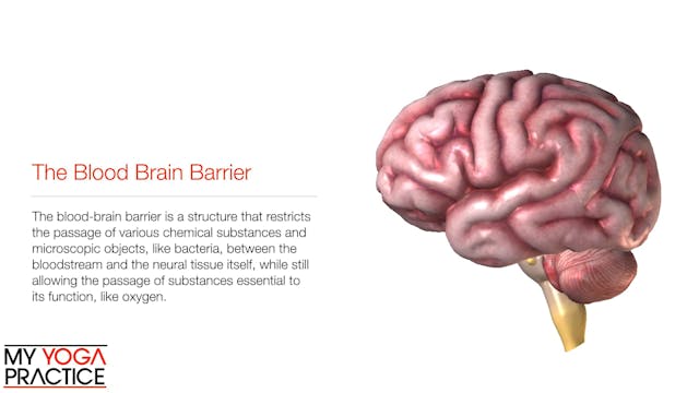 14.1- The Nervous System
