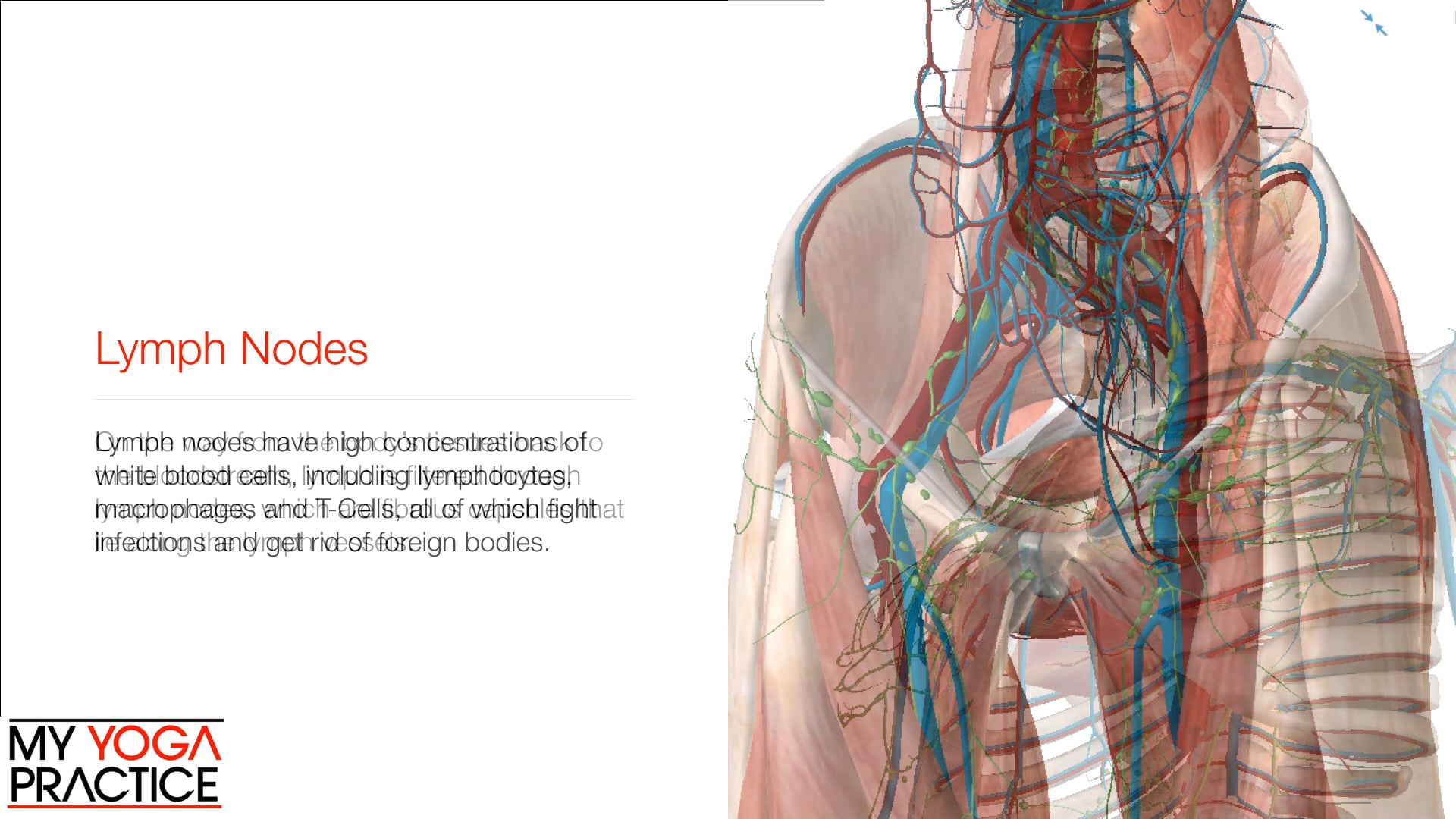 14.4- The Lymphatic System