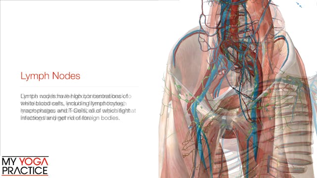 14.4- The Lymphatic System