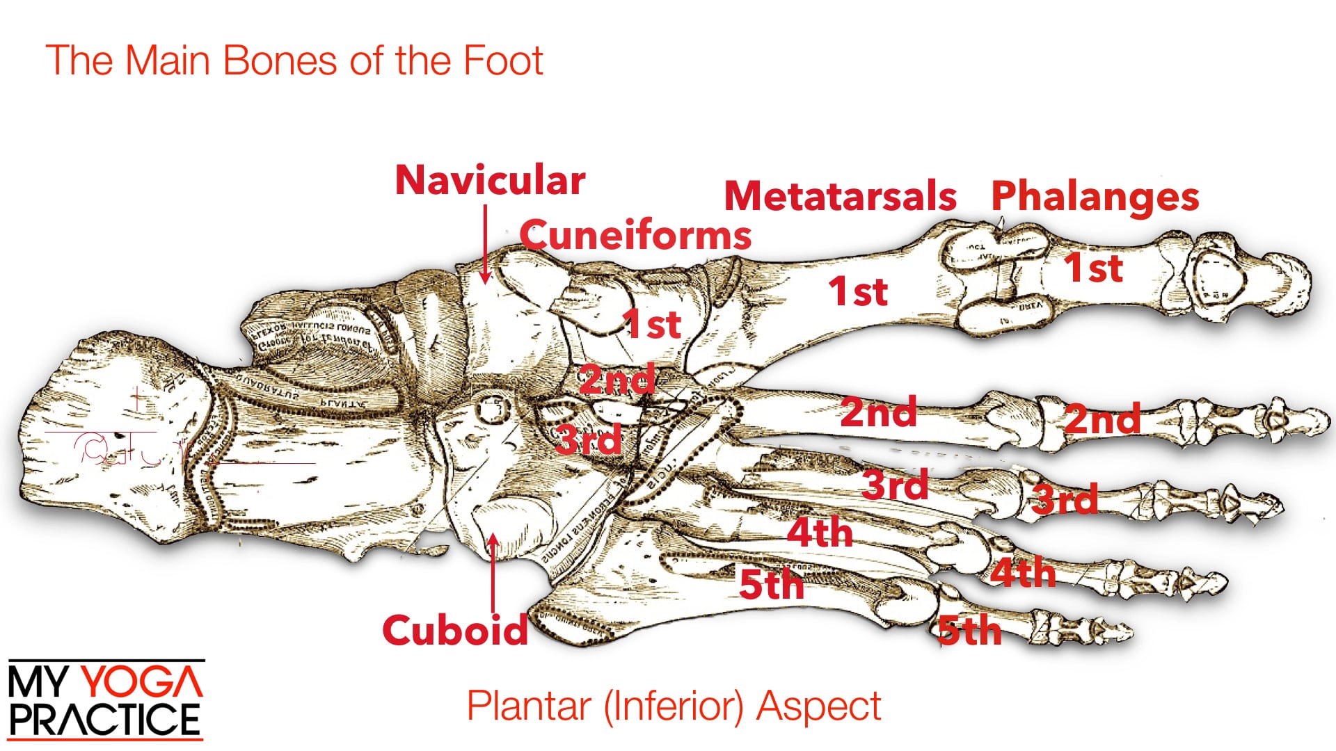 13.3- Structure and Function of the Feet and Ankles