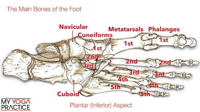 13.3- Structure and Function of the F...