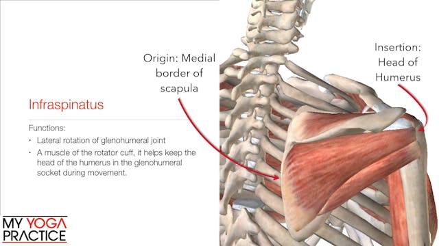 11.6- Muscles That move the Glenohume...