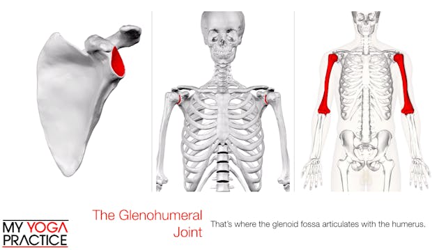 11.7- The Rotator Cuff 1