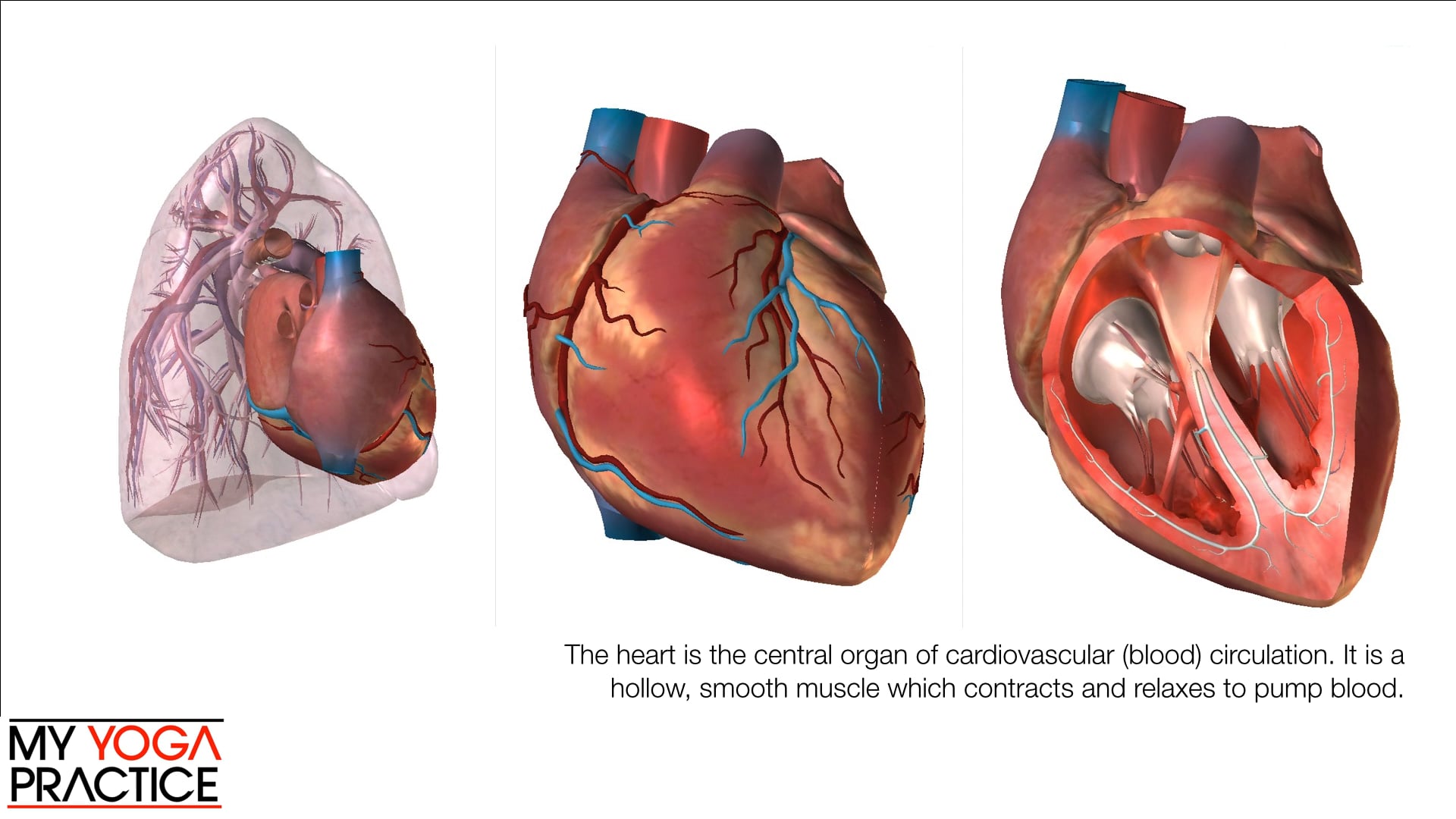 14.2- The Cardiovascular System
