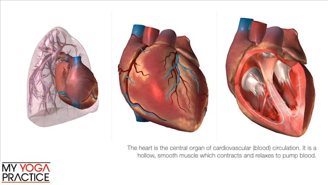 14.2- The Cardiovascular System