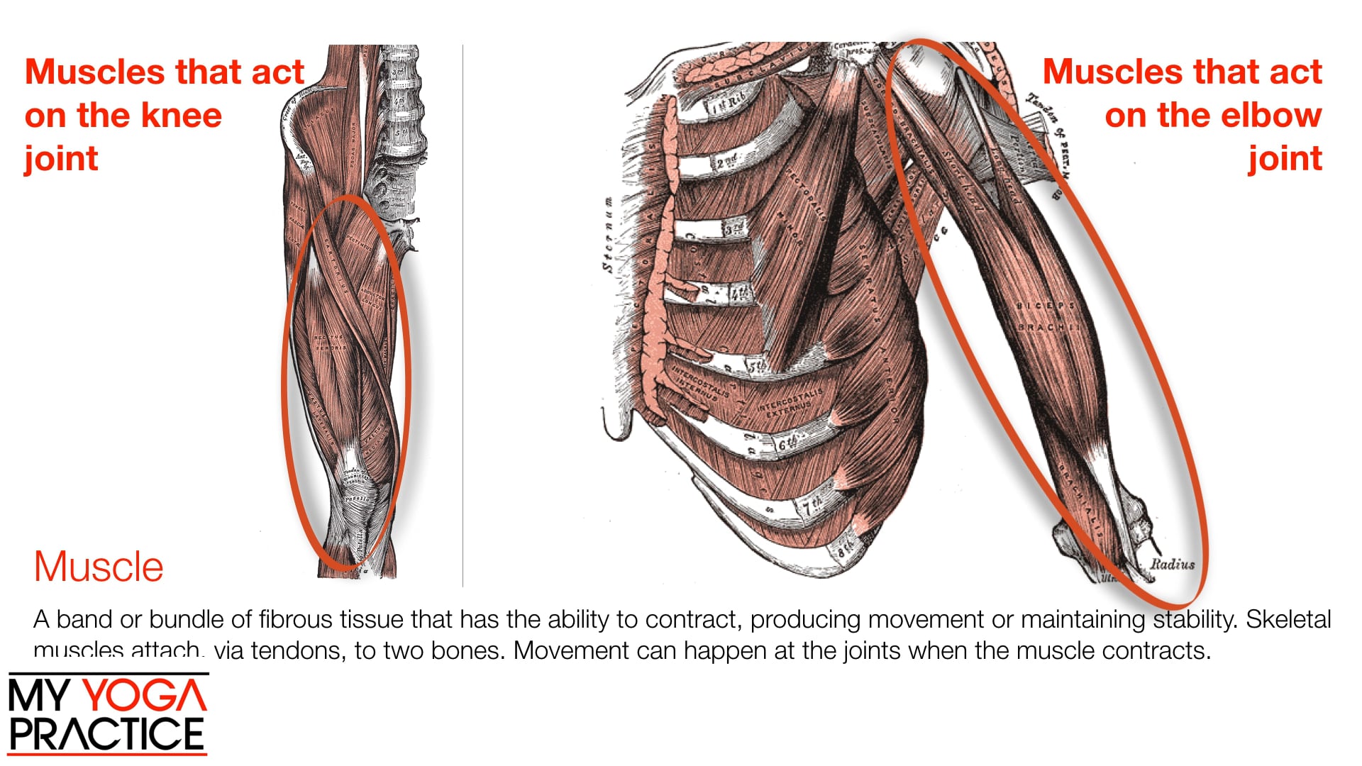 2.3- Components of Joints 3
