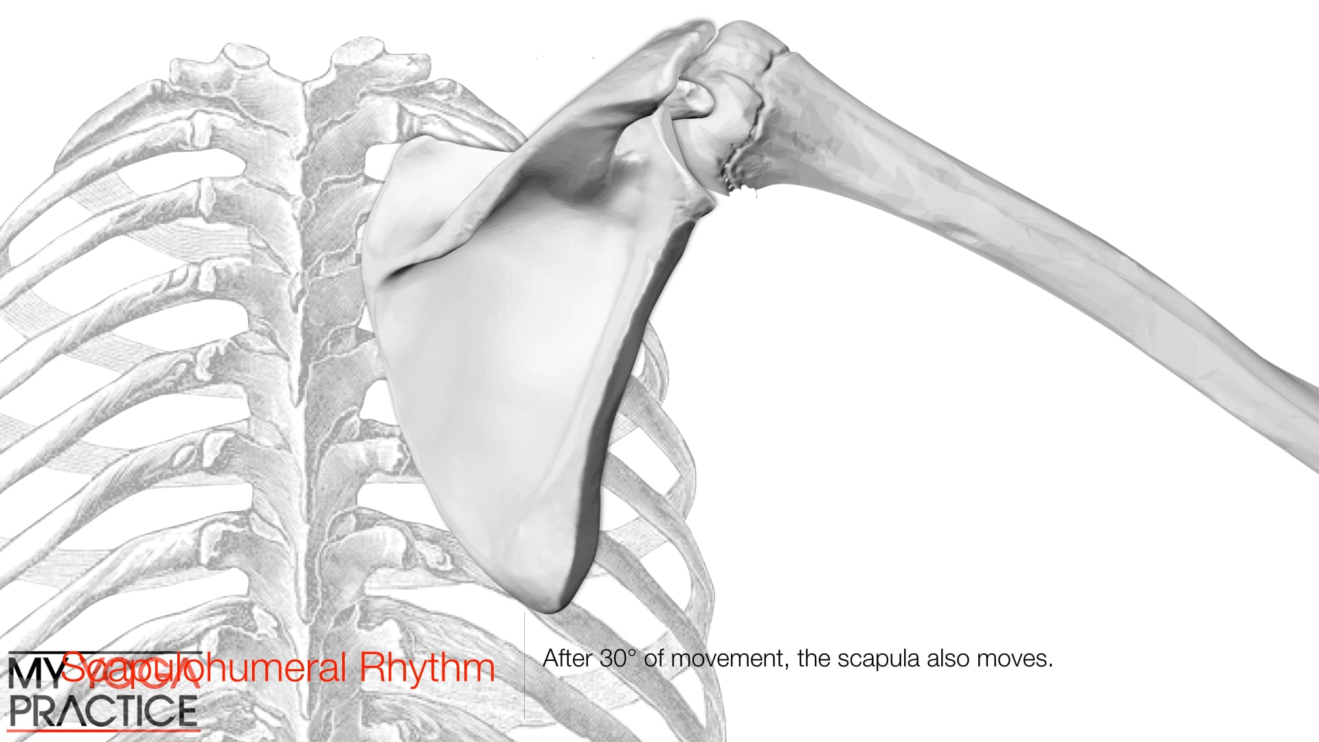 11.9- The Shoulder Girdle, Scapulothoracic Rhythm and Shoulder Movement
