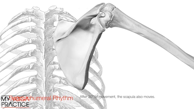 11.9- The Shoulder Girdle, Scapulotho...
