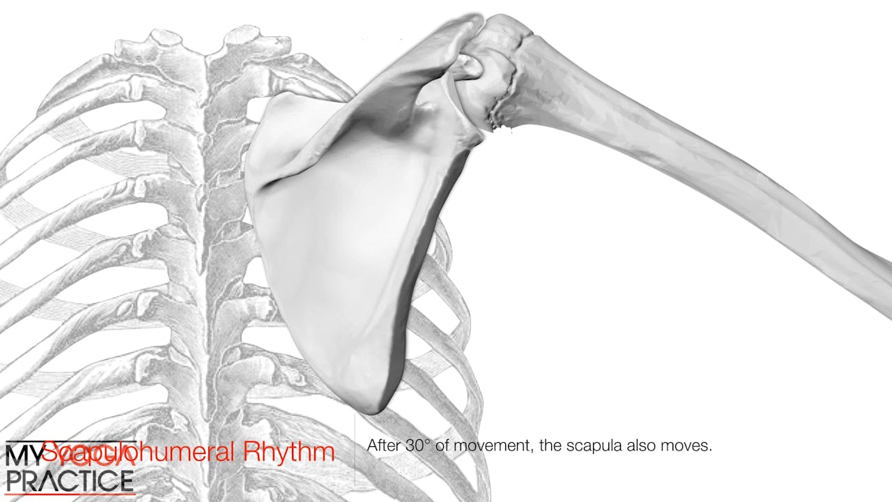 11.9 The Shoulder Girdle, Scapulothoracic Rhythm and Shoulder Movement