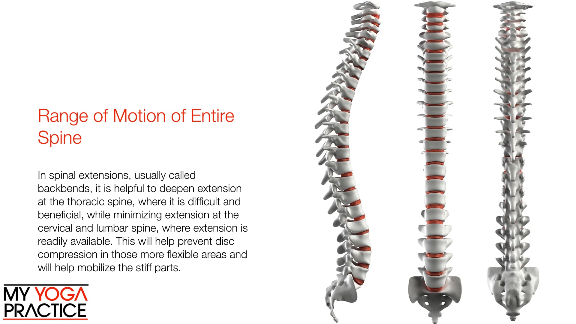 7.3-  The Vertebral Column and Thorax 3