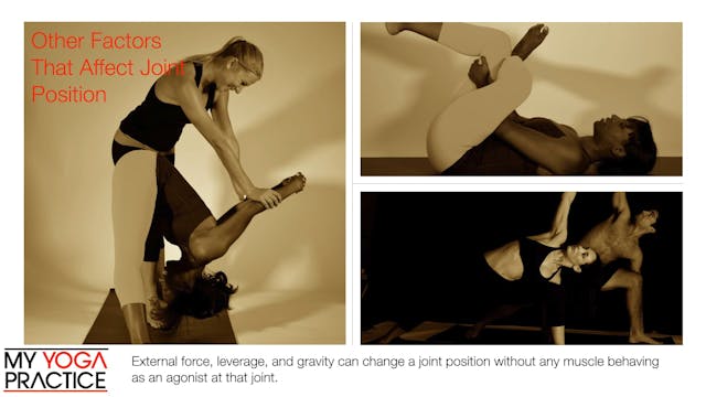 4.1- Muscle Roles and Types of Contra...