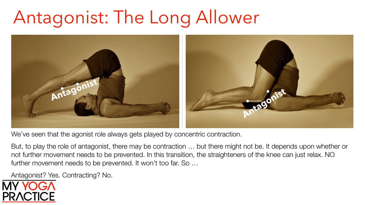 4.2- Muscle Roles and Types of Contraction 2