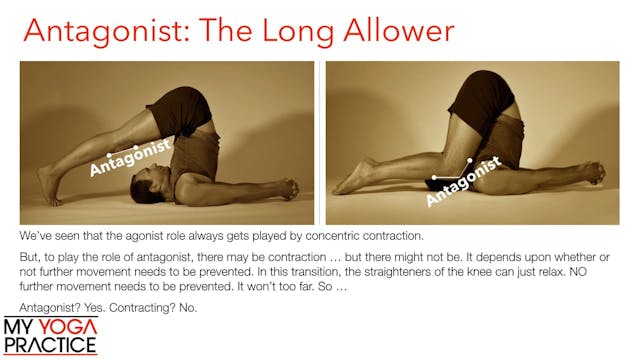 4.2- Muscle Roles and Types of Contra...