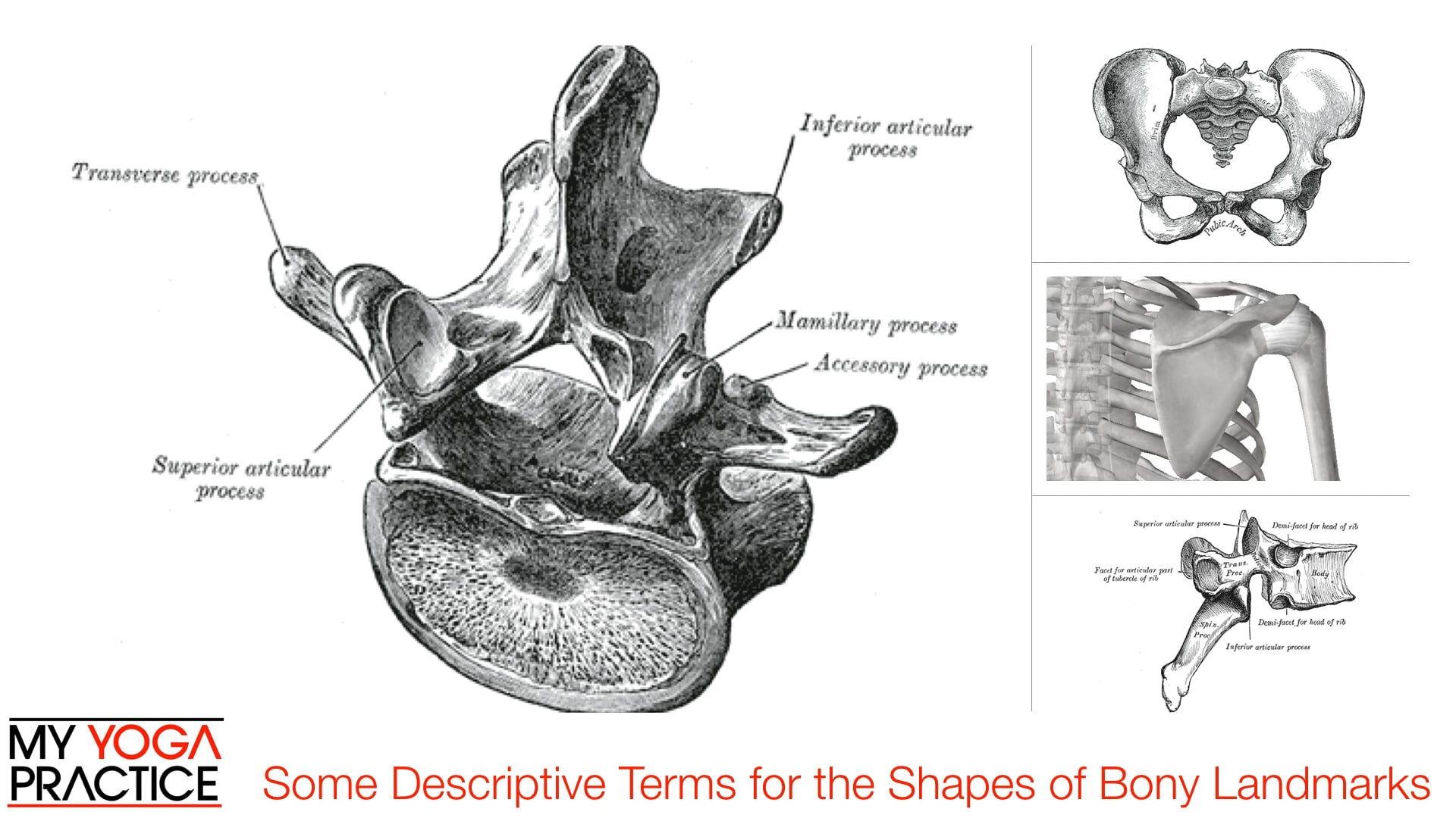 2.2- Components of Joints 2