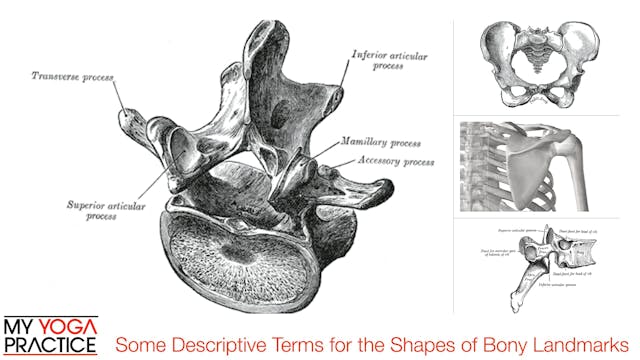 2.2- Components of Joints 2