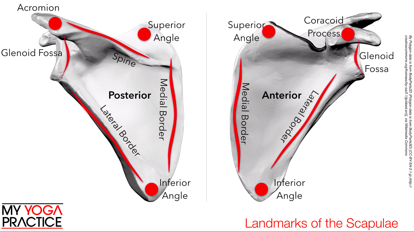 11.1- Landmarks of the Scapulae