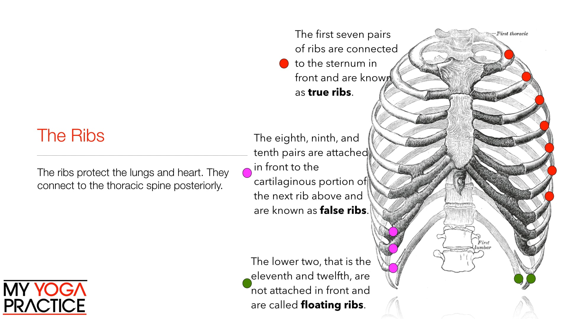 7.2- The Vertebral Column and Thorax 2
