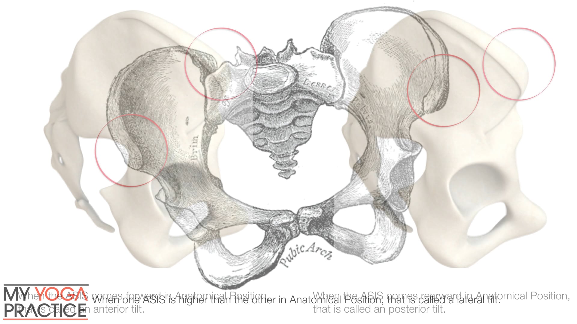 8.1- The Pelvis, Hips and Sacroiliac 1
