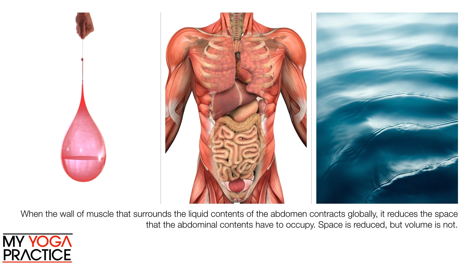 9.1- Core Musculature and Function 1