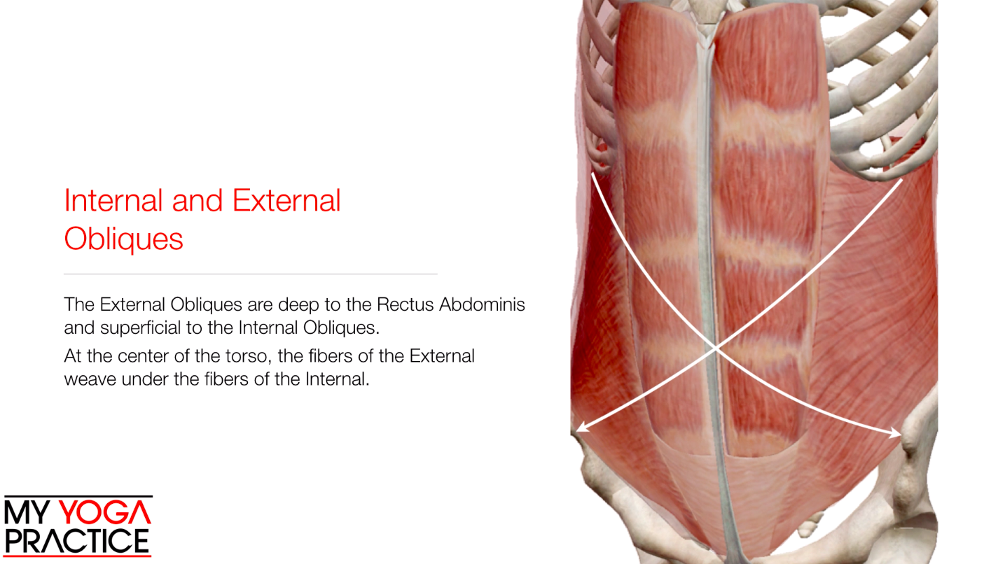 9.2- Core Musculature and Function 2