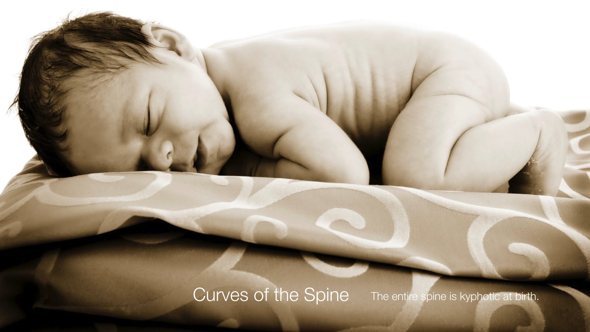 7.1- The Vertebral Column and Thorax 1