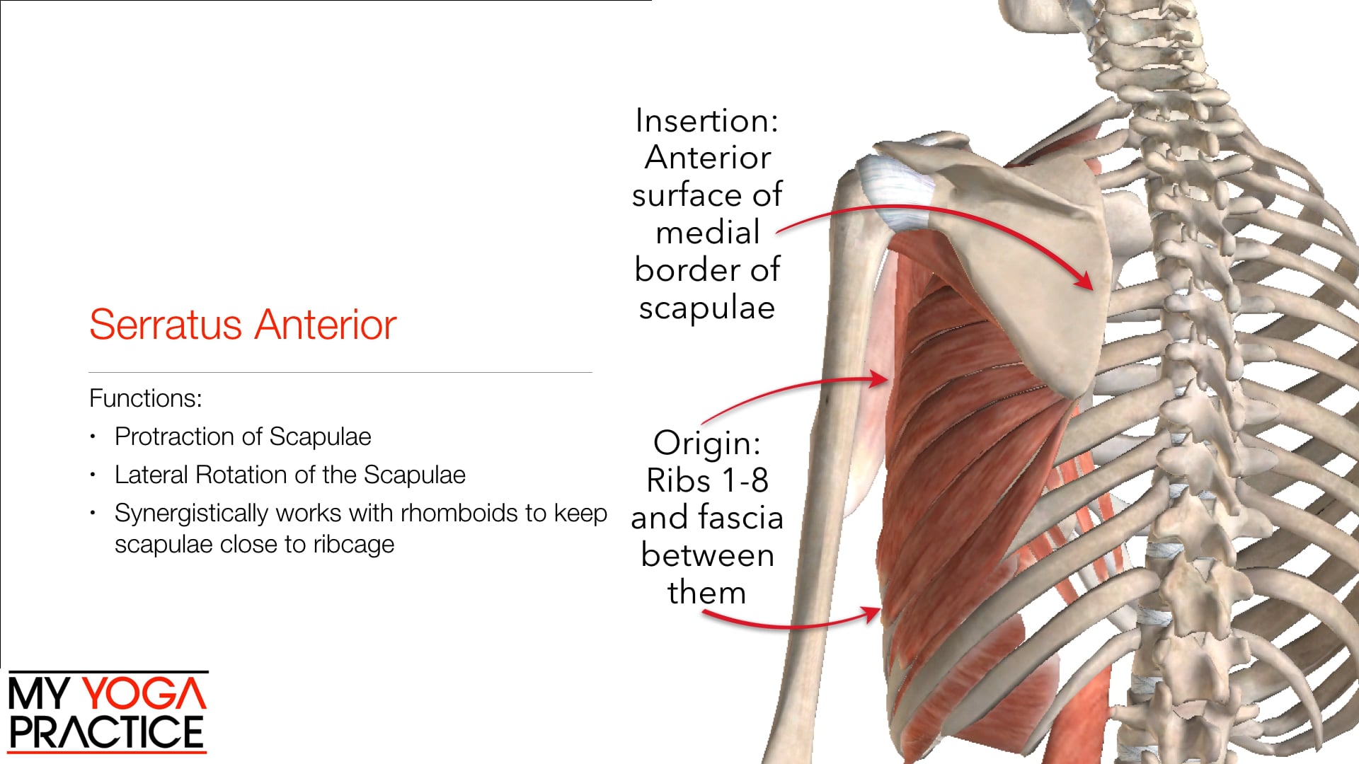 11.3- Muscles That Move the Scapulae