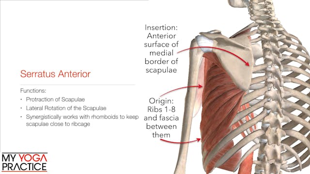 11.3- Muscles That Move the Scapulae