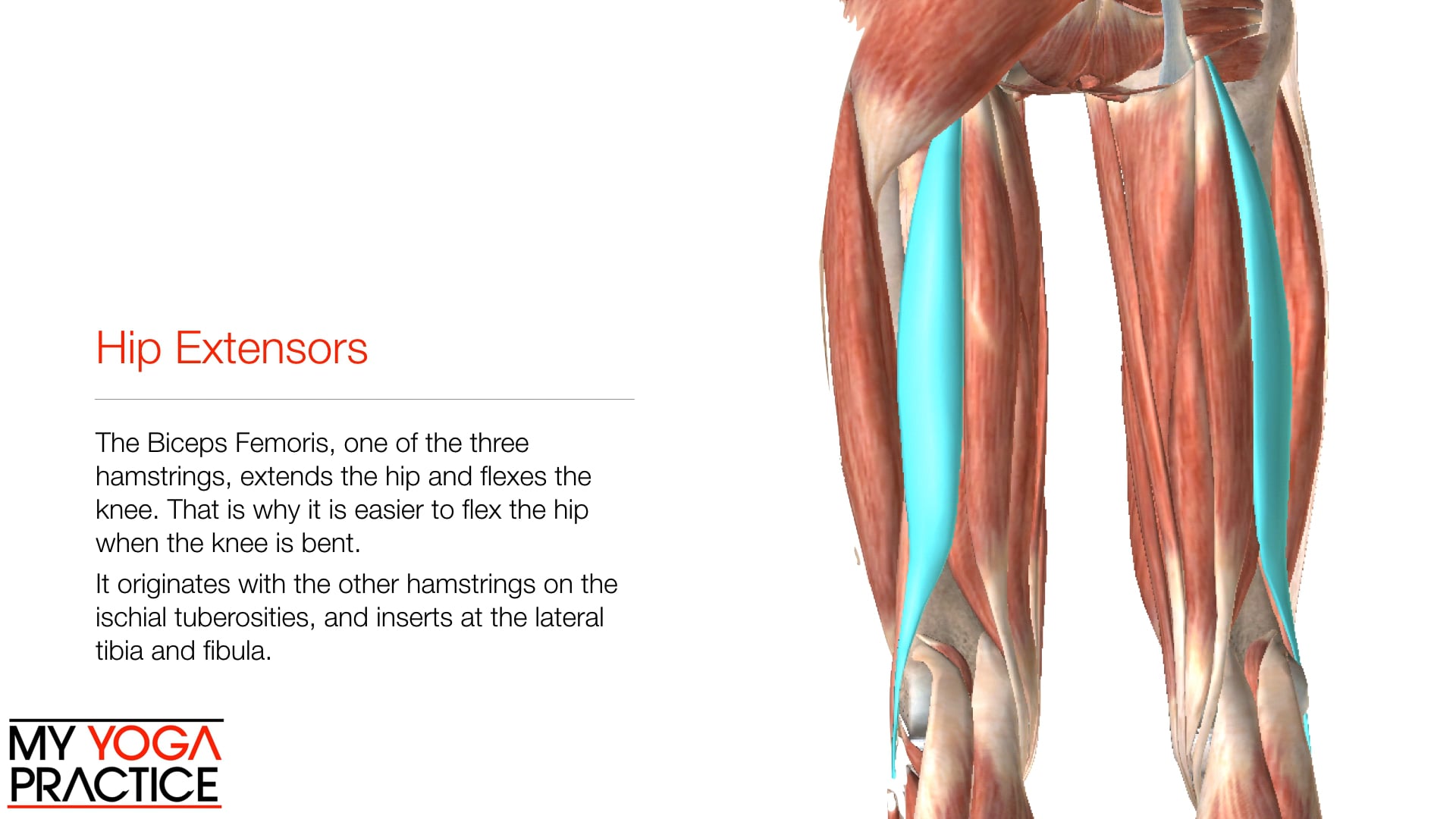 8.2- The Pelvis, Hips and Sacroiliac 2