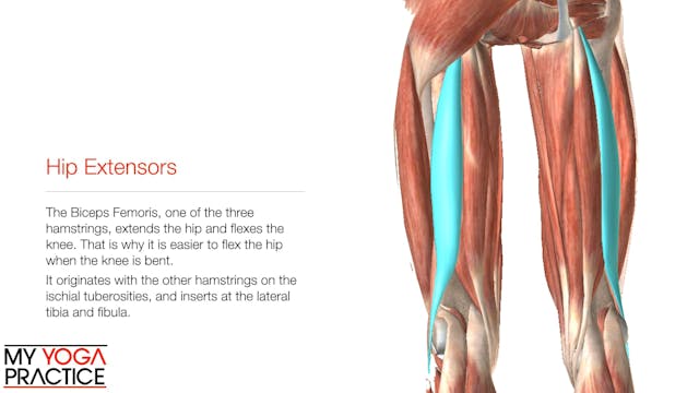 8.2- The Pelvis, Hips and Sacroiliac 2