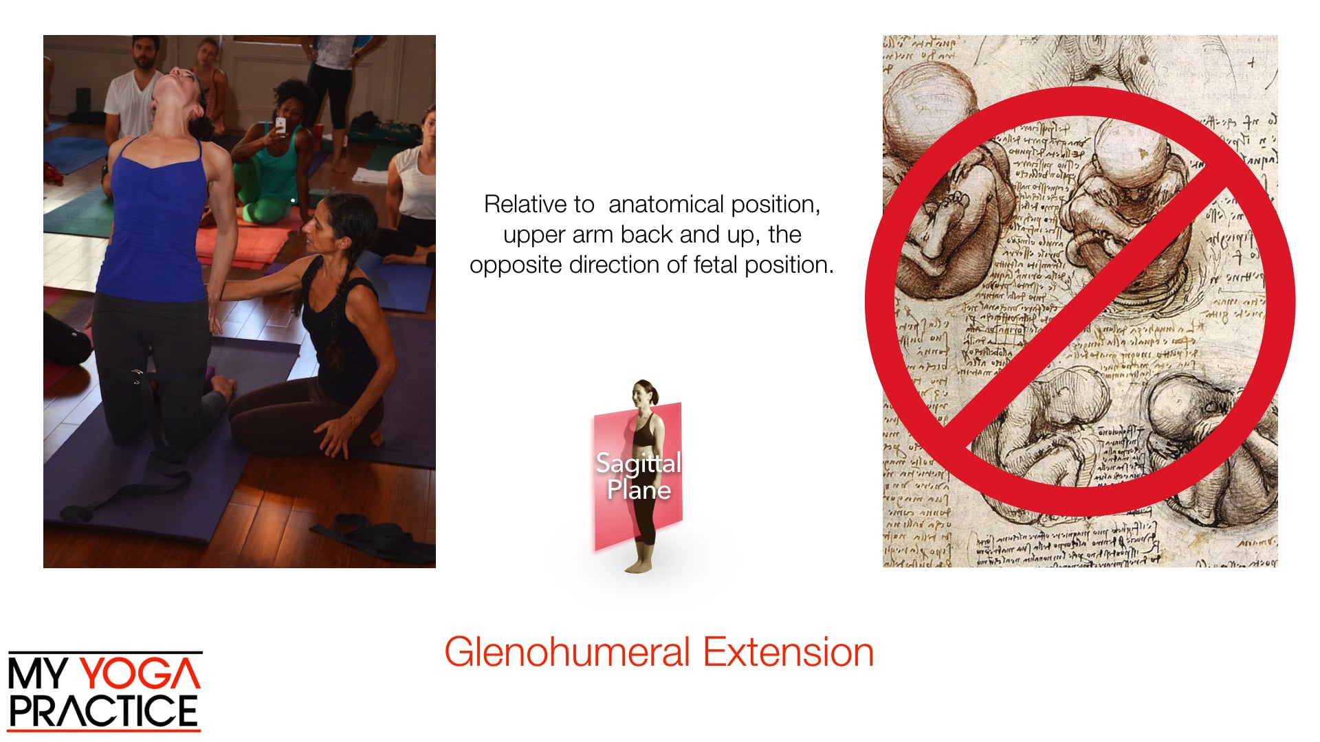 11.5- Structure and Movement of the Glenohumeral Joint 2