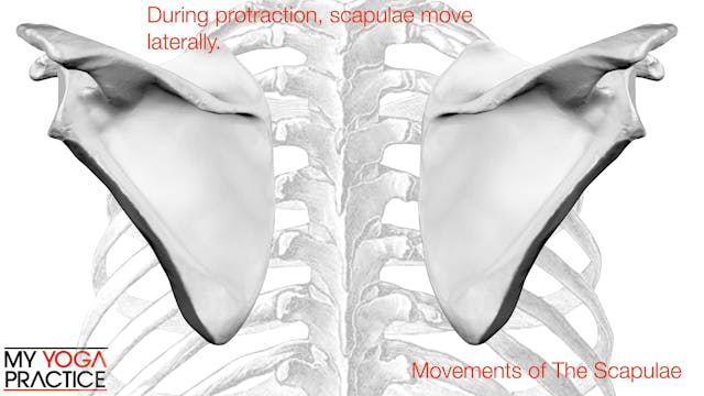 11.2- Scapulothoracic Movement