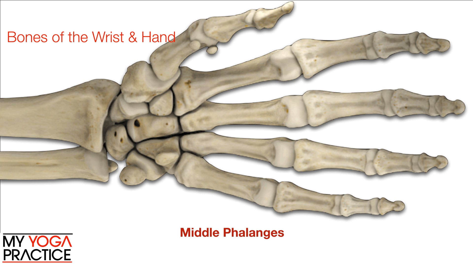 12.3- Structure and Function of Wrists and Hands