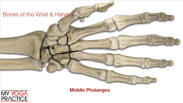 12.3- Structure and Function of Wrist...