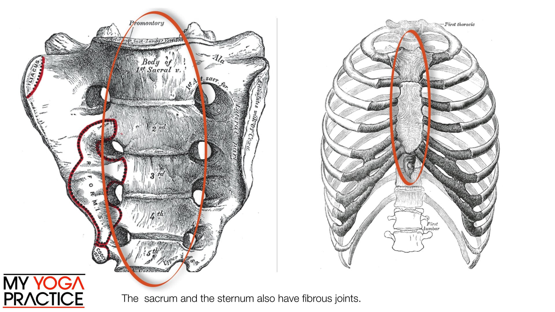 2.1- Components of Joints 1