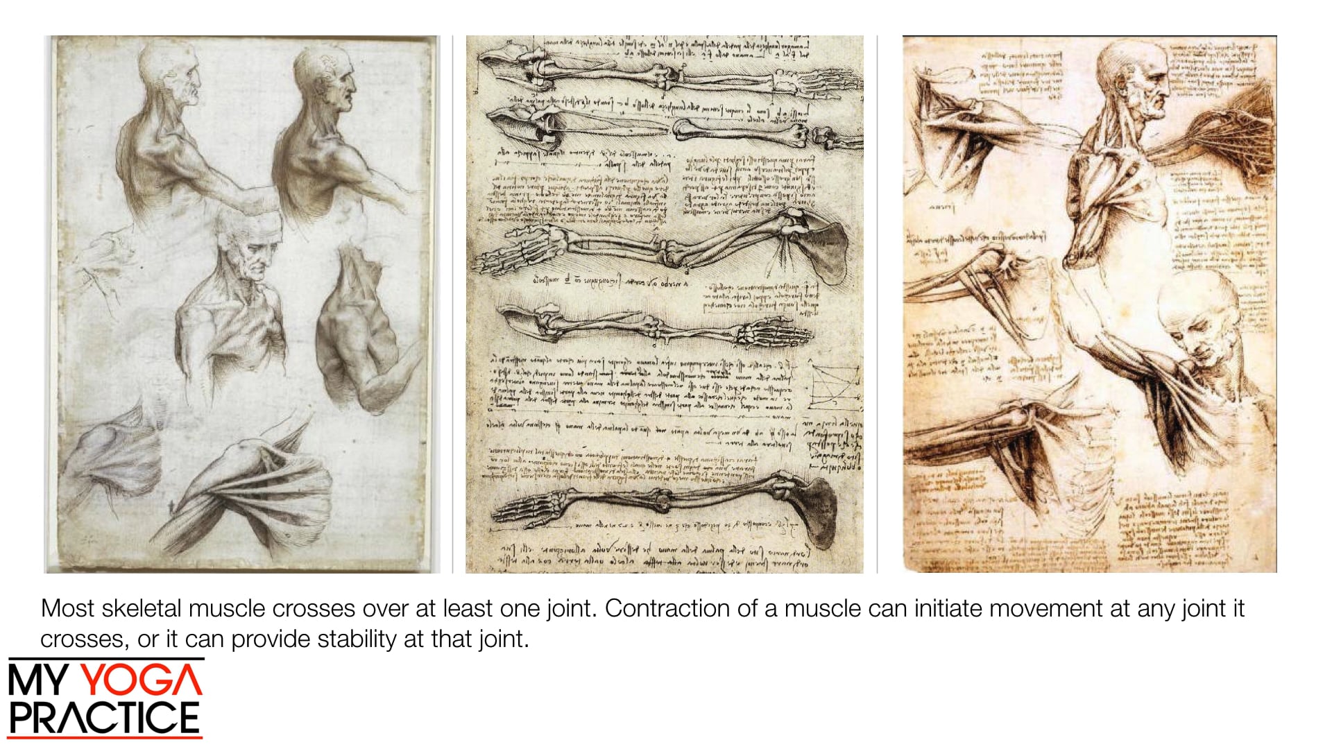 3.2- Introduction to Muscle Function 2 