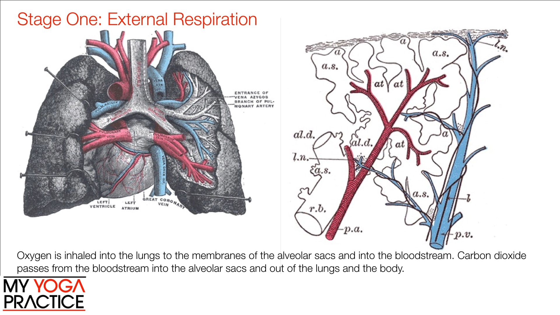 14.3- The Respiratory System