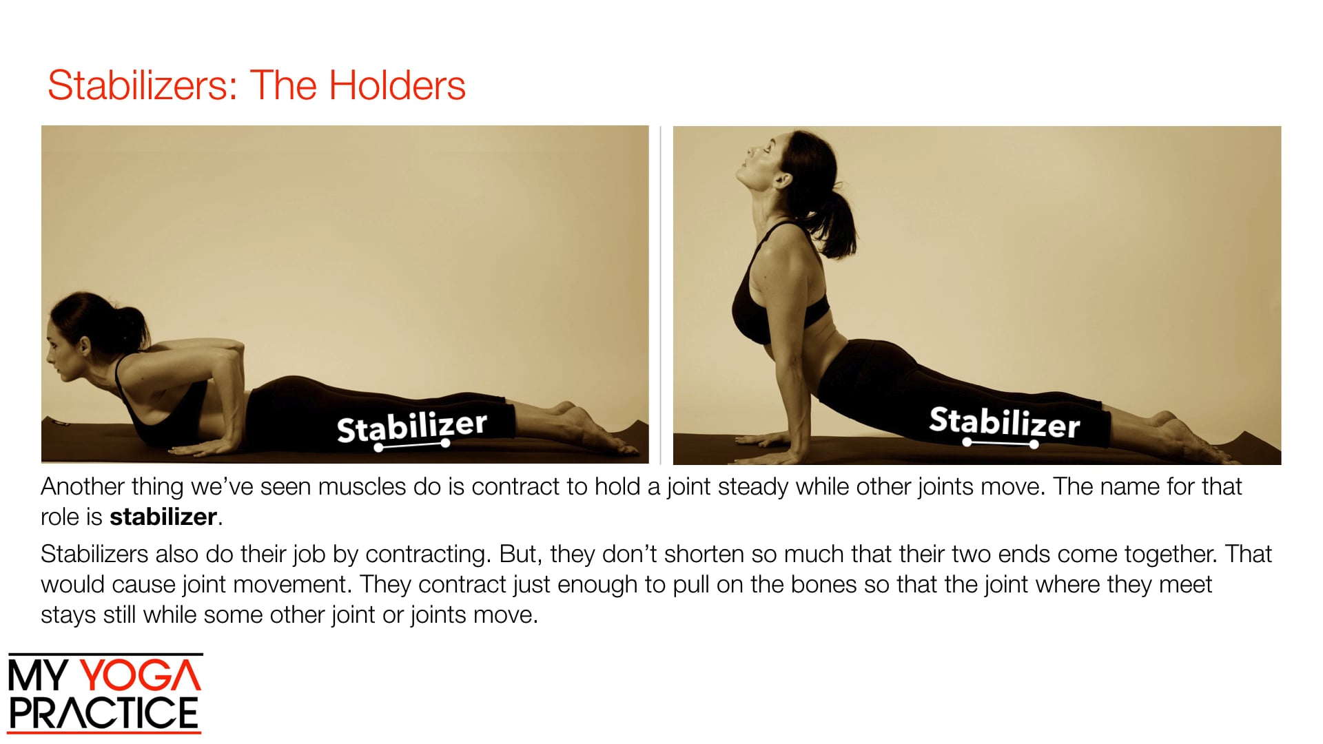 4.3- Muscle Roles and Types of Contraction 3