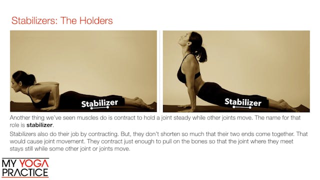 4.3- Muscle Roles and Types of Contra...