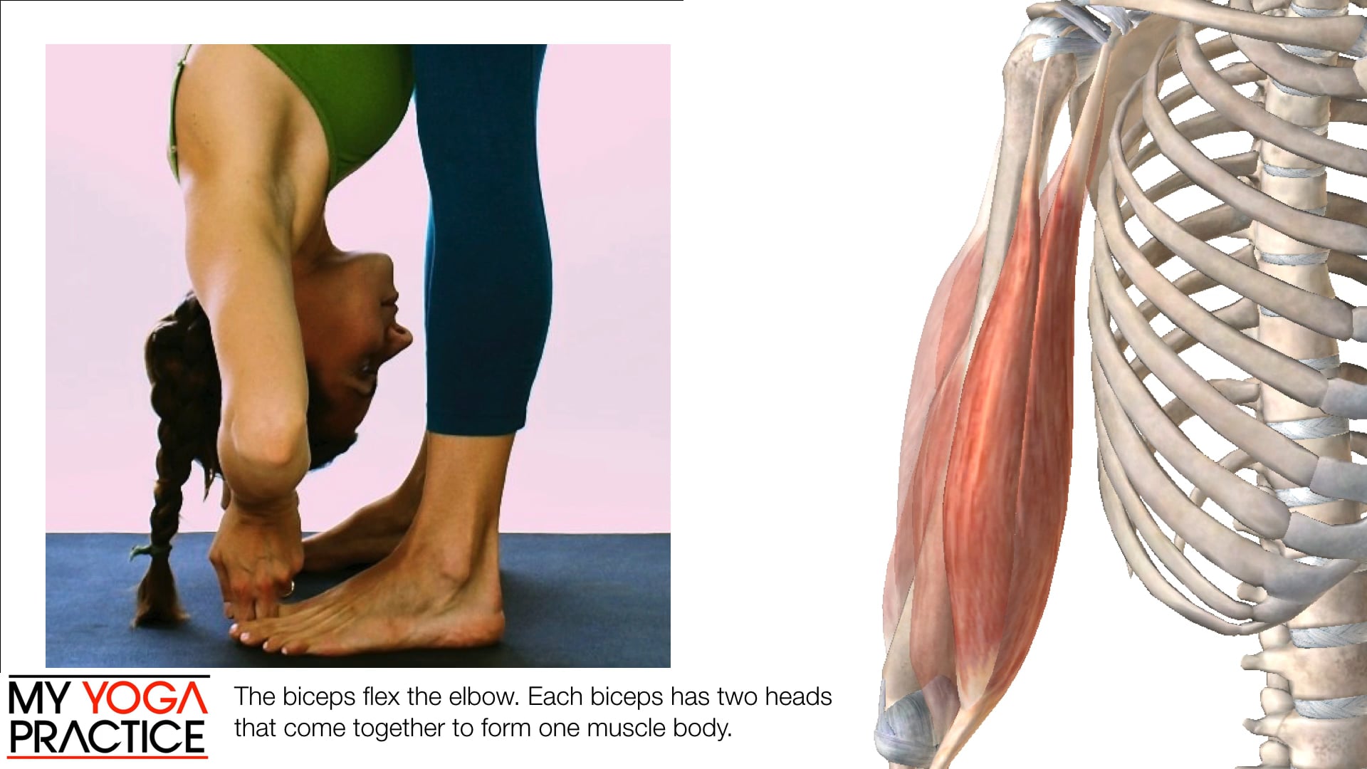 12.1- Structure and Function of the Elbow