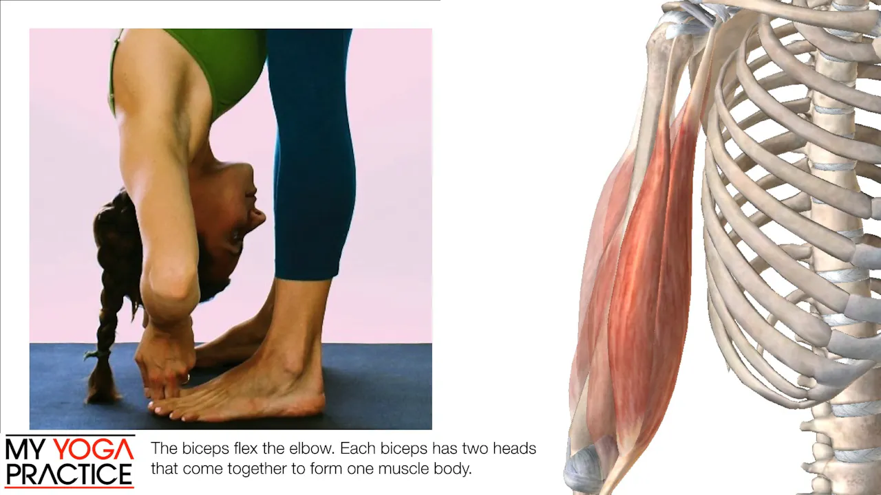 12.1- Structure and Function of the Elbow - My Yoga Practice