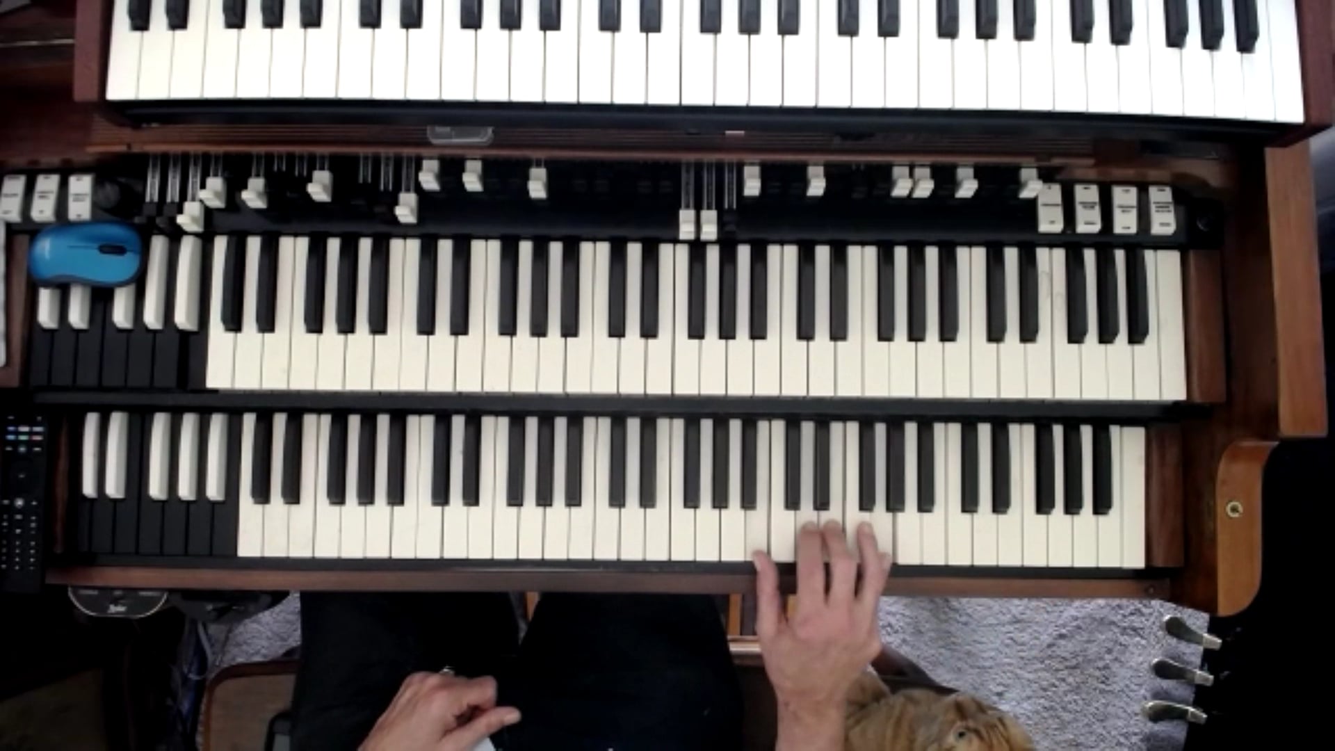 2021-07-13 SONG - LADYBIRD