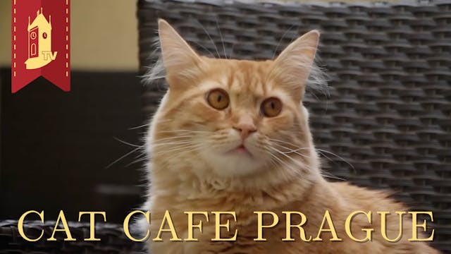 Cat Café in Prague