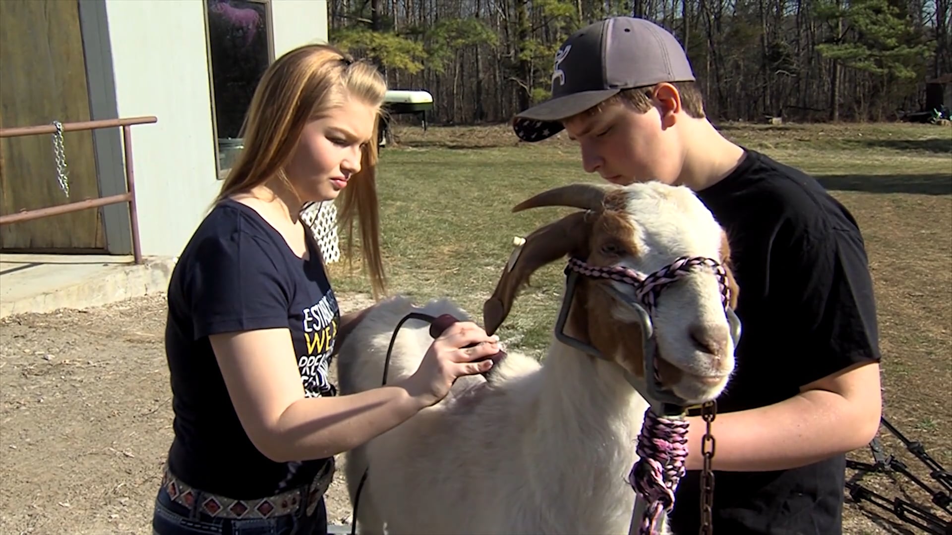 Goats | SAE