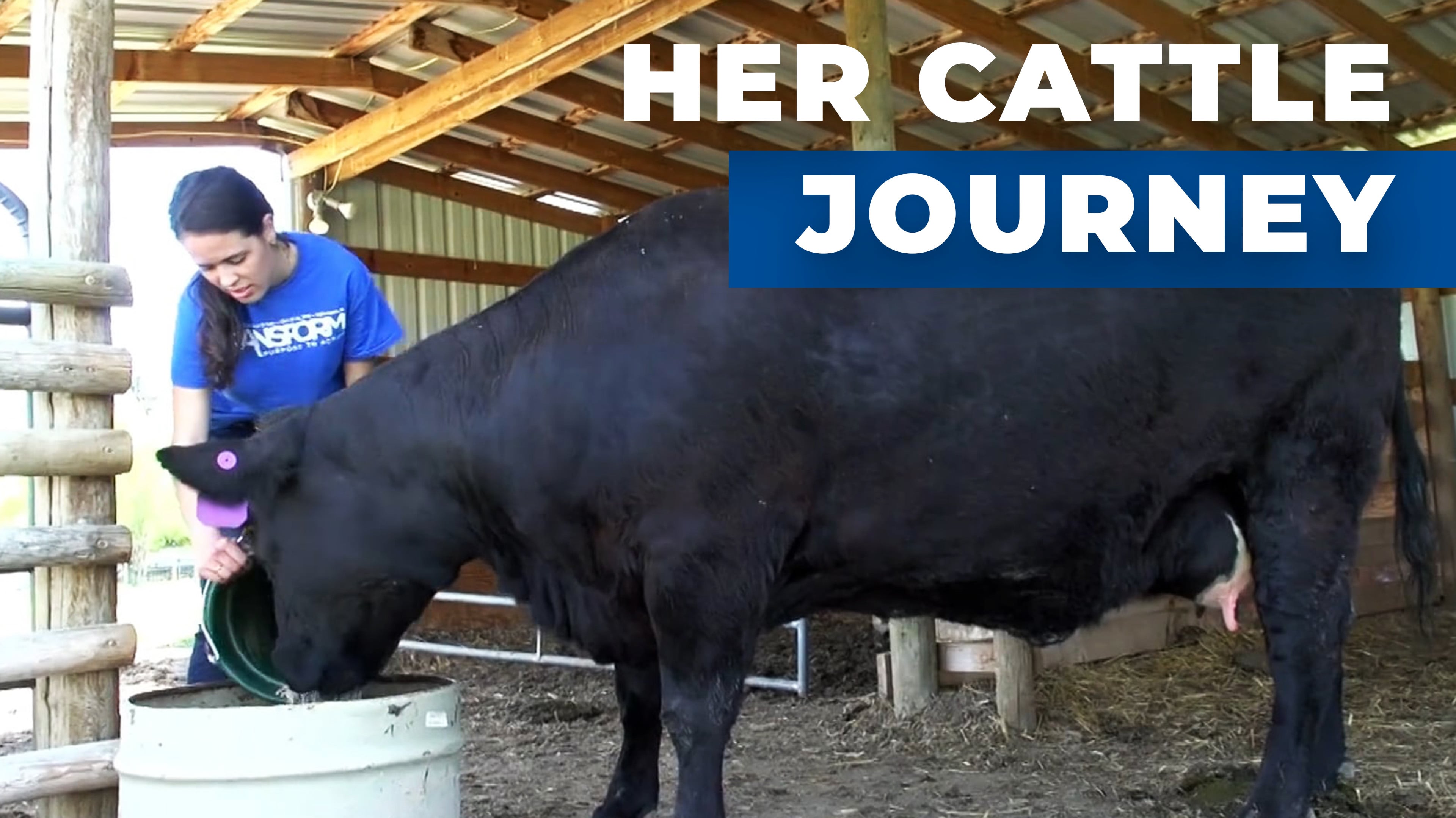 Building a Cattle Herd | SAE