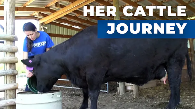 Building a Cattle Herd | SAE