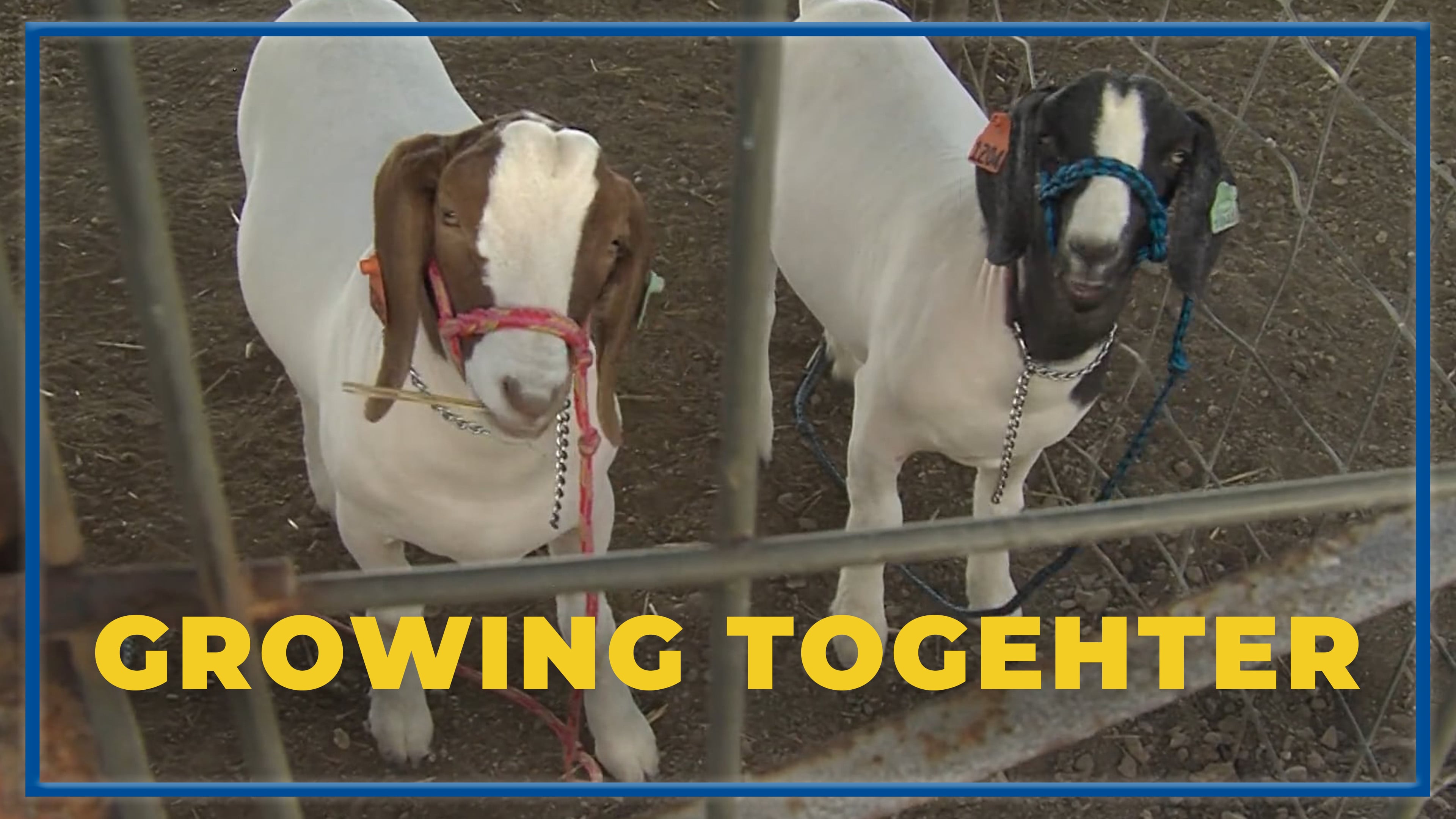 Raising Goats, Building Confidence | SAE