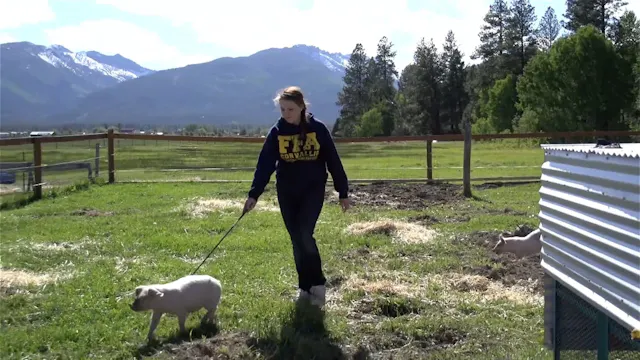 Market Swine SAE