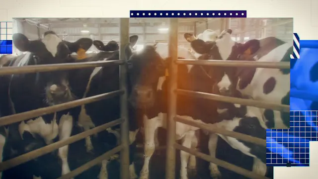 Chapter 1 Dairy to the Dish with Culvers